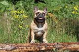 BOULEDOGUE FRANCAIS 011